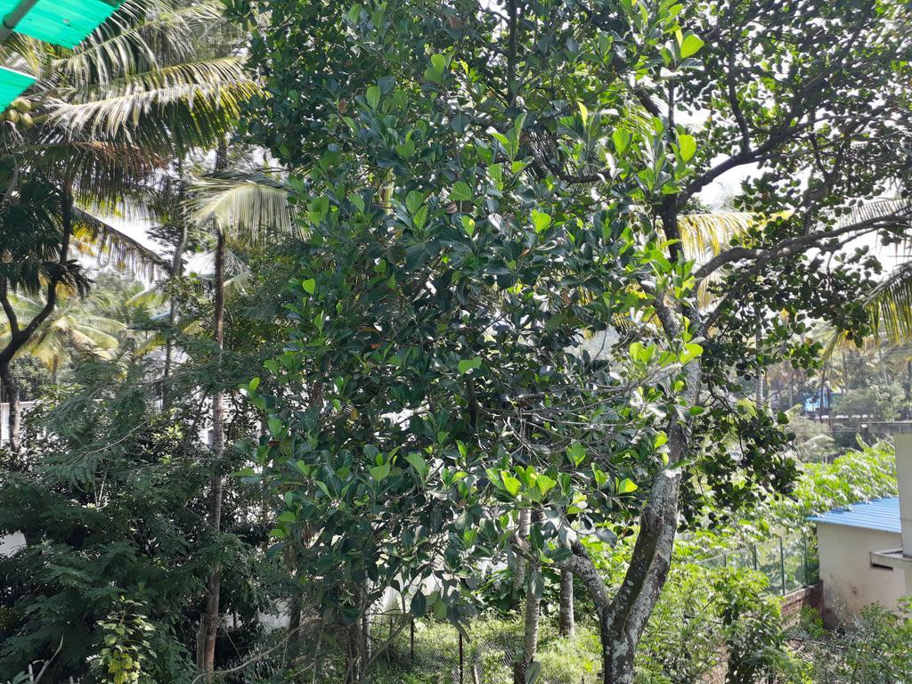 Able Homestay Thekkady Exterior photo
